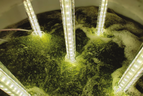 iPhyc: Phosphorus removal