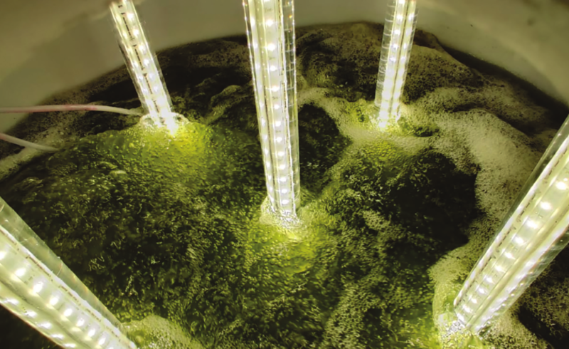 iPhyc: Phosphorus removal