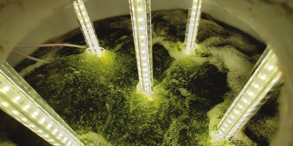 iPhyc: Phosphorus removal